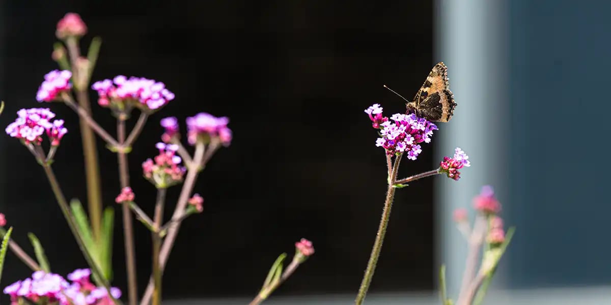 Sommerfugl, Blomster,
