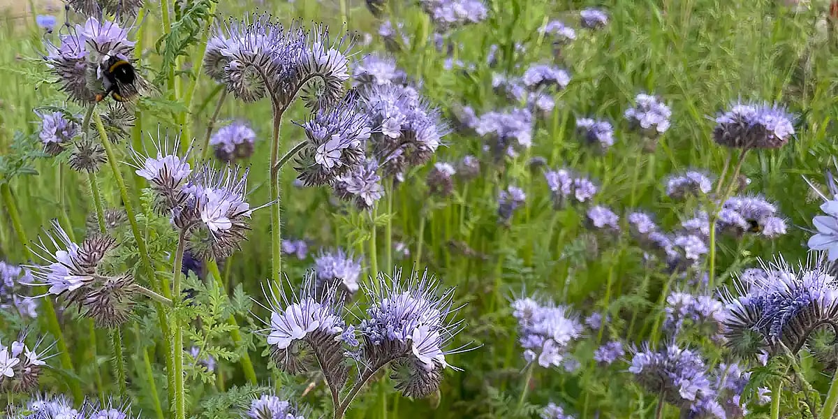 Blomstereng,