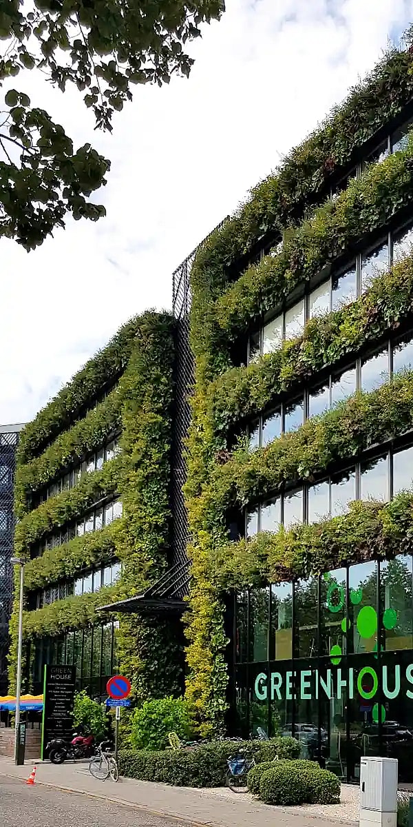 Udendørs grøn plantevæg,