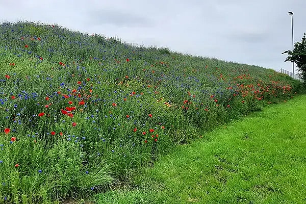 Jordvold med blomstereng, Efter billede,
