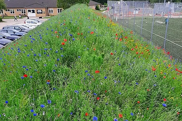 Jordvold med blomstereng, Efter billede, biodiversitet,