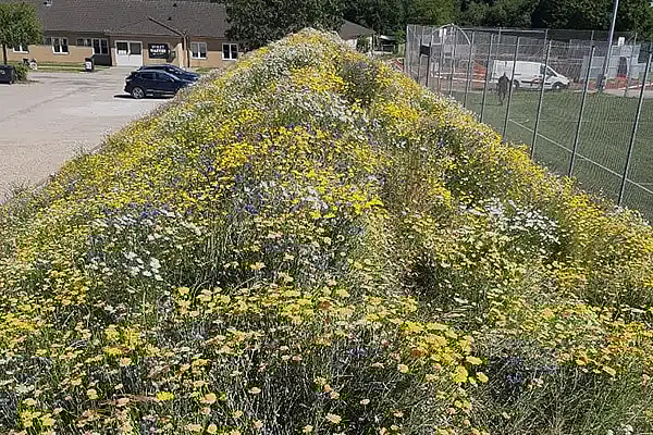 Gul blomstereng,