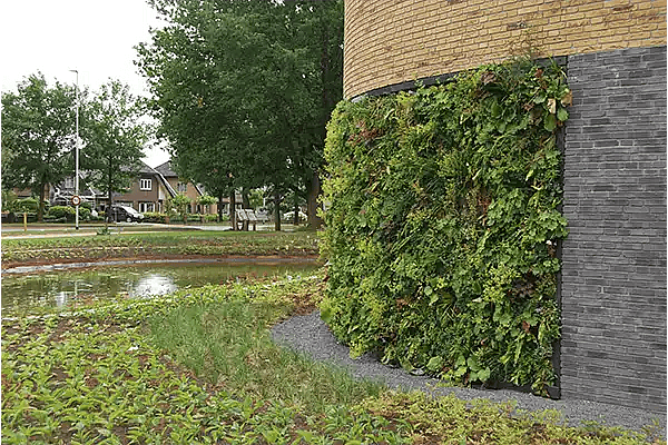 Grøn plantevæg udendørs,