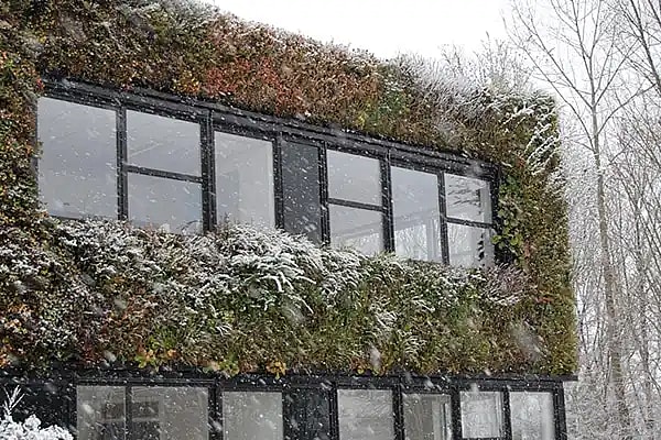 Udendørs plantevæg vinter,