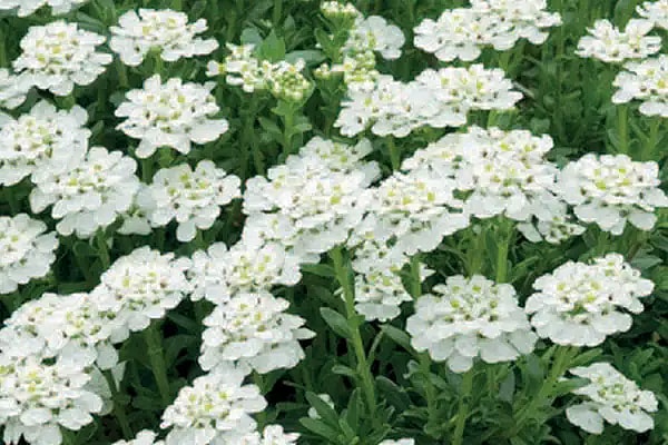 Iberis Sempervirens,