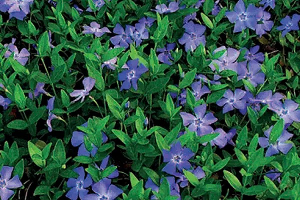 Vinca Minor,