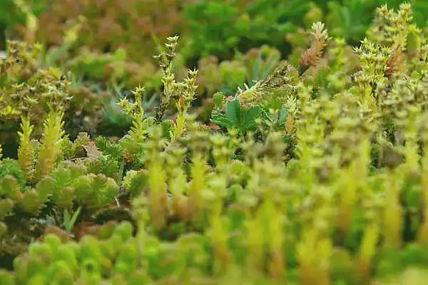 Sedum planter, sedum, sukkulenter,