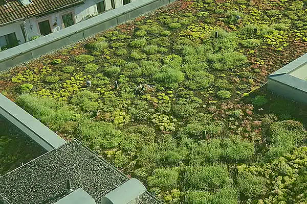 Sedum tag, planter på tag,