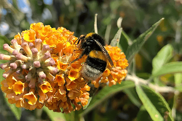 Biodiversitet Humlebi,