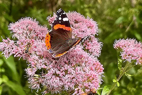 Dyr og blomster biodiversitet,