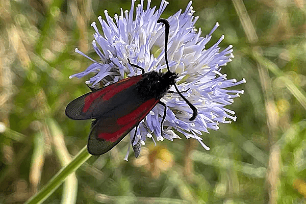 Sommerfugl,