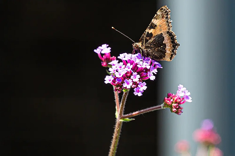 Biodiversitet, Sommer-fugl,