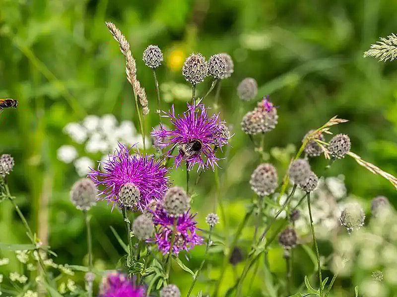 Stor knopurt, Centaurea scabiosa,
