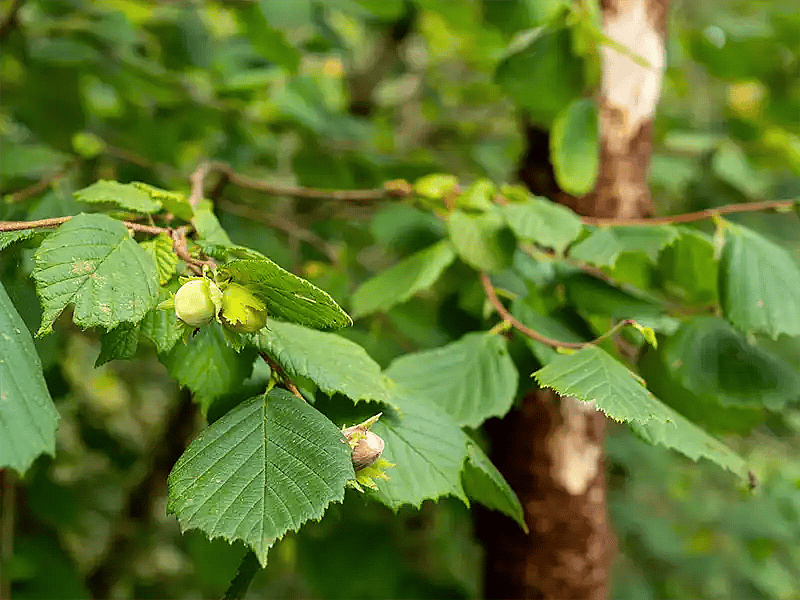 Corylus avellana, Hassel,