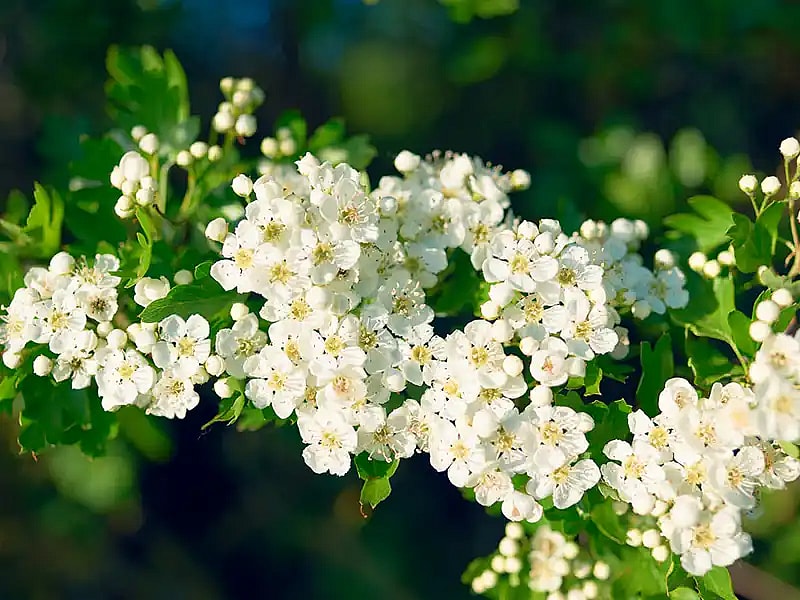 Crataegus monogyna, Hvidtjørn,