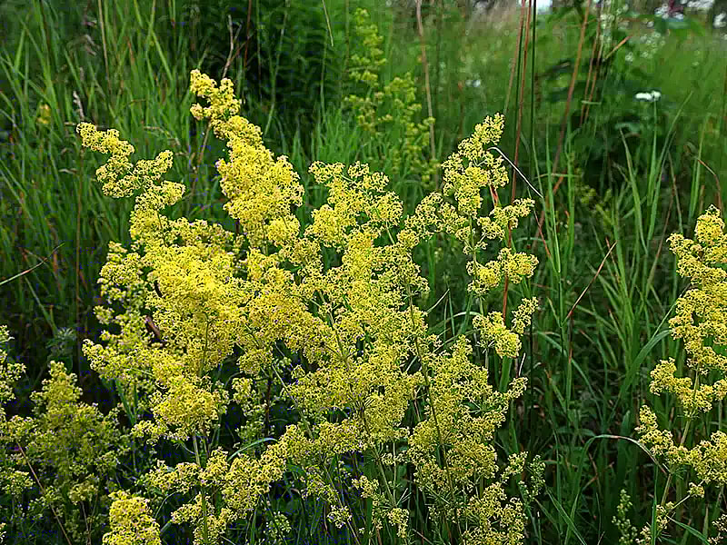 Gul snerre, Galium verum,
