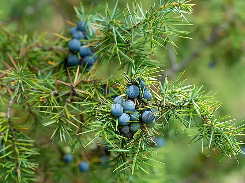 Enebær, Juniperus communis,