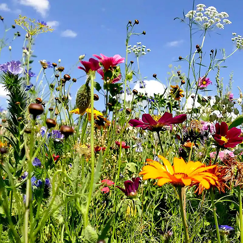 Blomstereng,