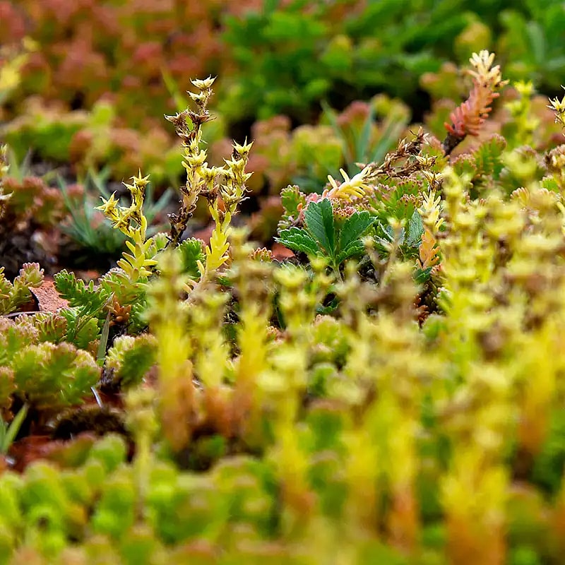 Sedum,