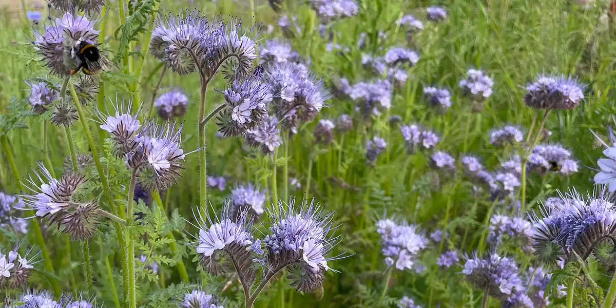 Blomstereng,