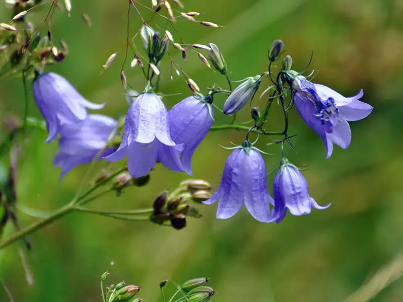 Campanula rotundifolia, Almindelig blåklokke,