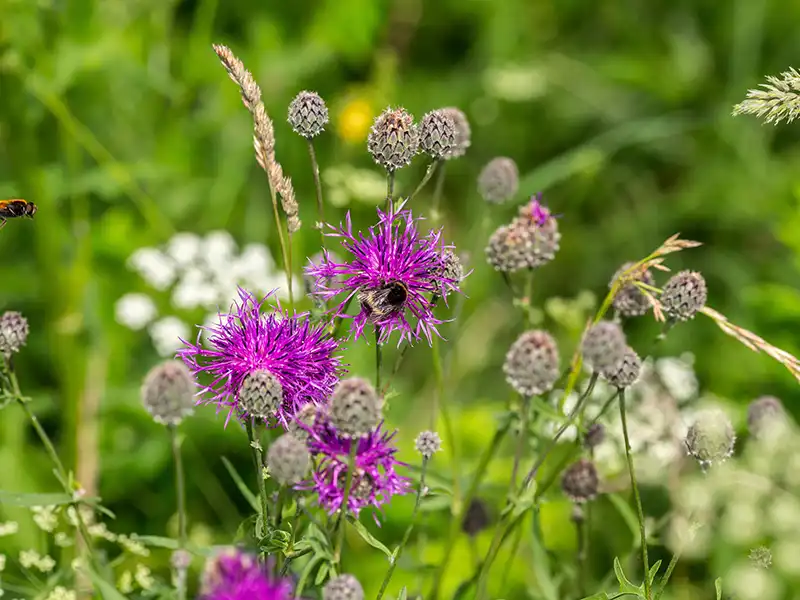 Stor knopurt, Centaurea scabiosa,