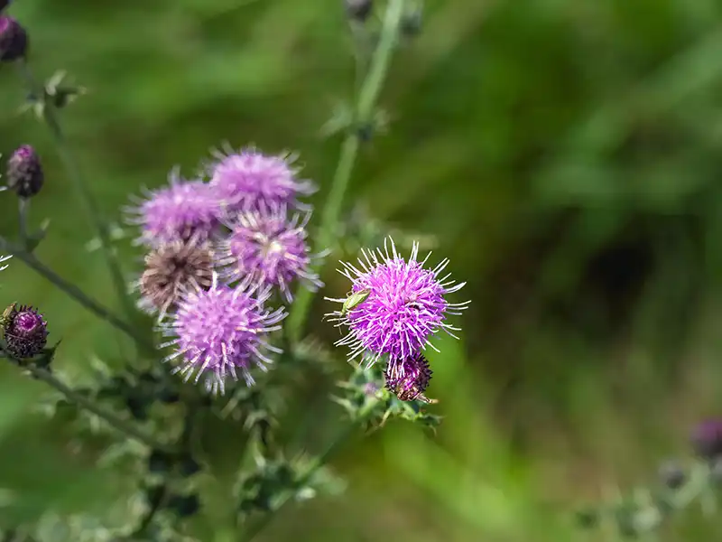 Cirsium arvense,