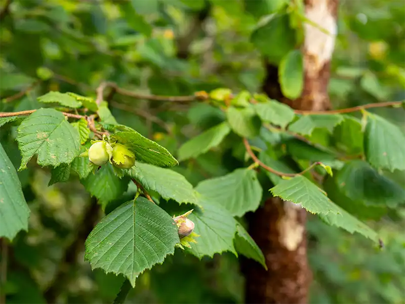 Corylus avellana, Hassel,