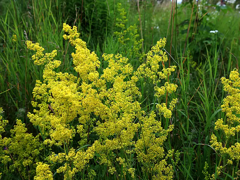 Gul snerre, Galium verum,