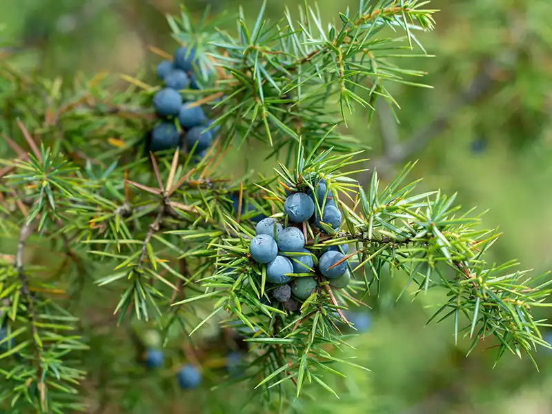 Enebær, Juniperus communis,