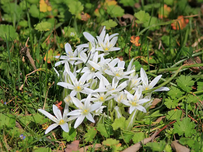 Almindelig syrenpragtstjerne, Ornithogalum umbellatum,