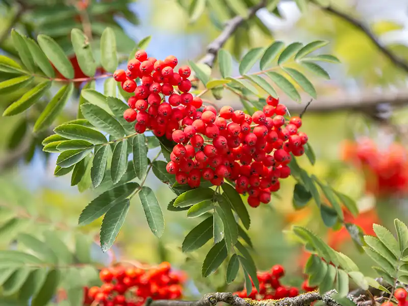 Havia Sorbus aucuparia