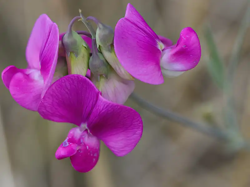 Kranse-bønne, Lathyrus linifolius,